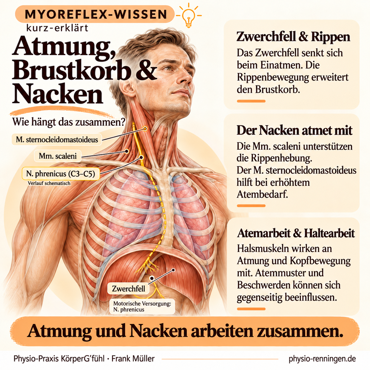 Wie hängen Atmung, Brustkorb und Nacken zusammen?